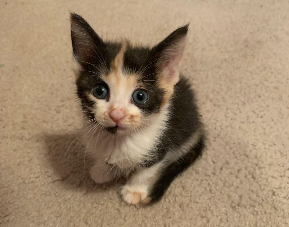 Woman Helped Kitten, Couldn't Stop Thinking About Her and Traveled ...