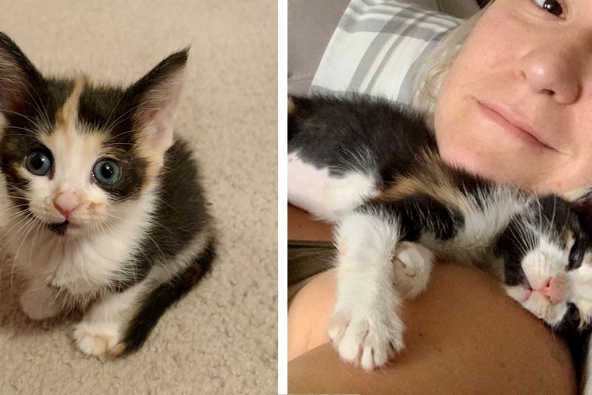 Woman Helped Kitten, Couldn't Stop Thinking About Her and Traveled Across States to Bring Her Home