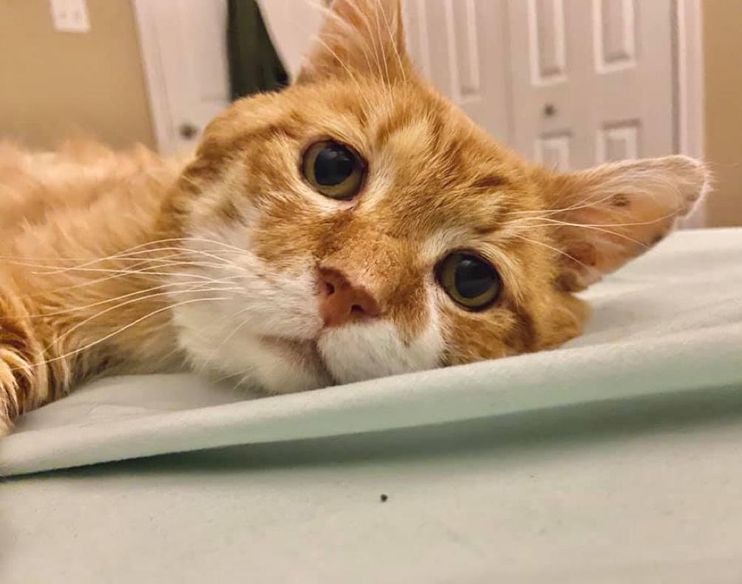 Tiggy, a cat at a city cat cafe! He has a permanent tiny :3 because of his small overbite. : r/CatSmiles