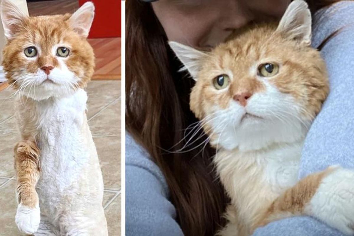 Cat with 3 Legs Went Back to House Where He Discovered Kindness, and Found Family of His Dreams