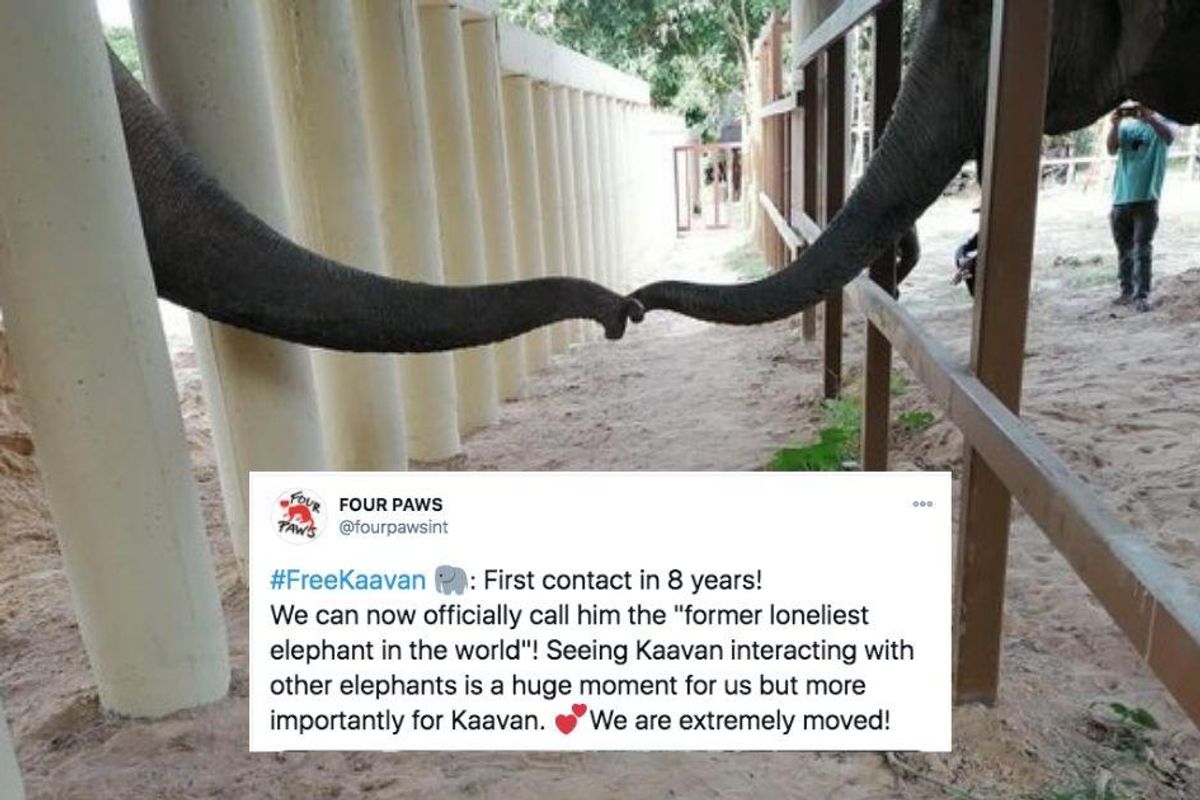 Kaavan, the 'World's loneliest elephant' just had his first contact with another elephant in 8 years
