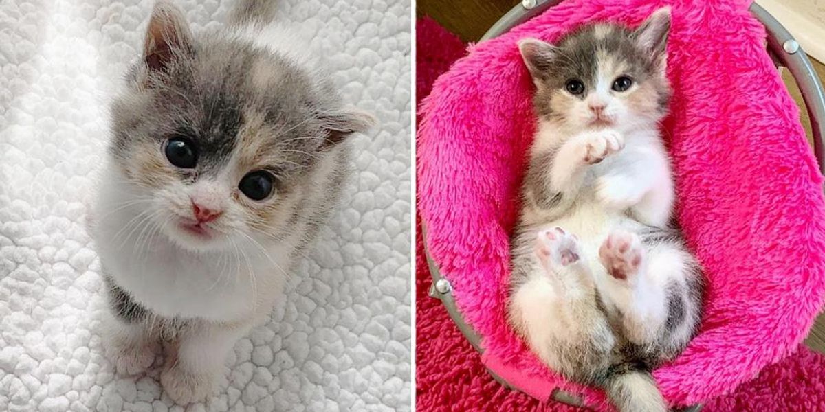 Tiny Kitten Spotted Outside Abandoned Shows So Much Strength, Now Has a Cat  to Watch Her Grow - Love Meow