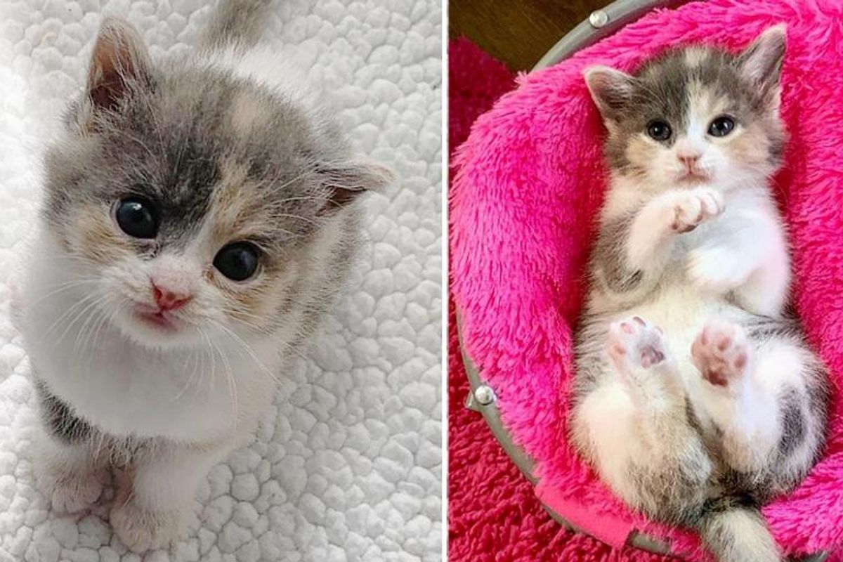 Kitten Found Alone in Yard, Kneads Her Way into Hearts of Family