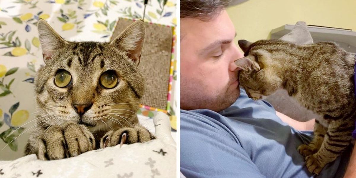 Cat with Big Eyes Begs for Attention and Love from Everyone and Hopes