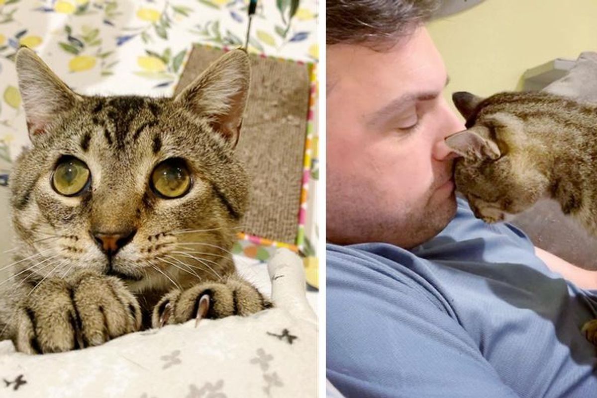 Cat with Big Eyes Begs for Attention and Love from Everyone and Hopes Someday His Dream Comes True