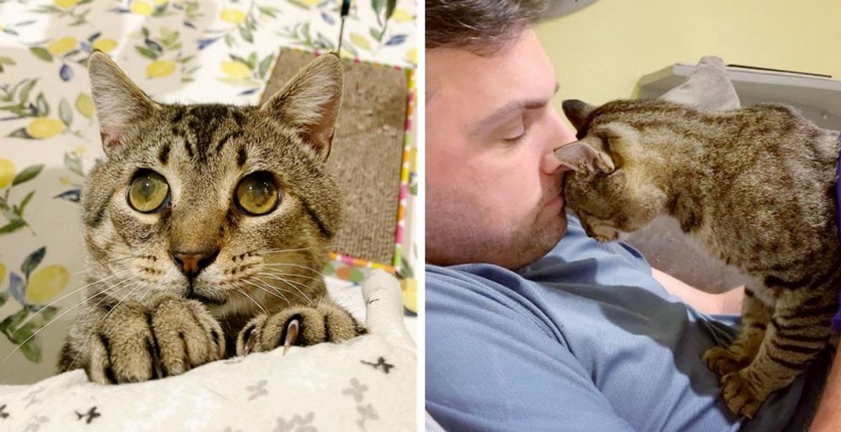 Cat with Big Eyes Begs for Attention and Love from Everyone and Hopes Someday His Dream Comes True