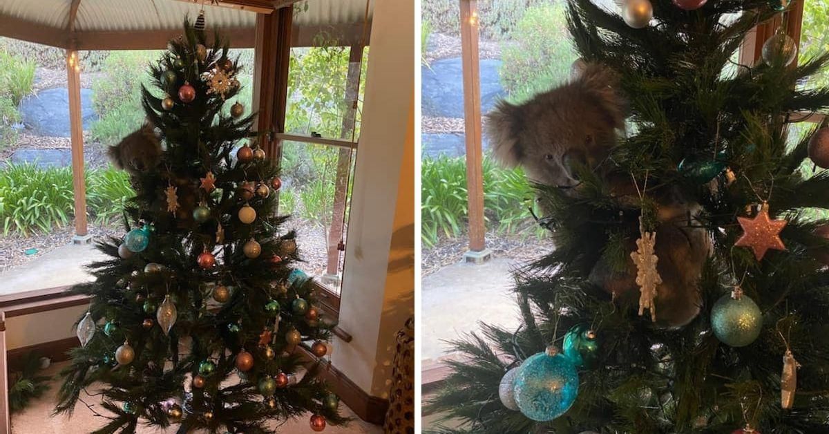 Australian Family Surprised After Returning Home To Find Koala Hanging Out In Their Christmas Tree