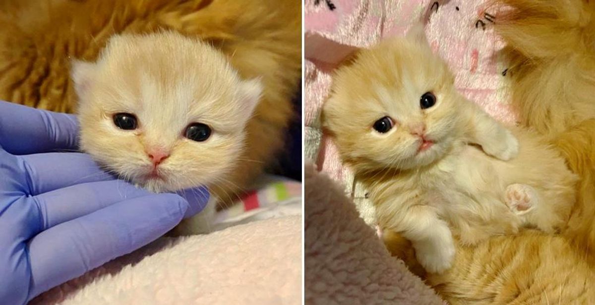 Cat So Happy When Her Only Kitten Starts to Thrive with Help of Kind Family