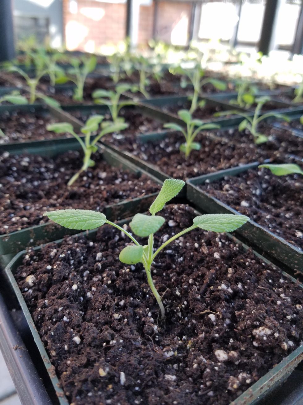 How to transplant seedlings - B+C Guides