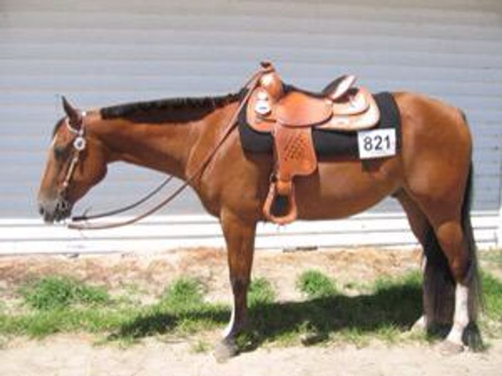 How to saddle a horse B+C Guides