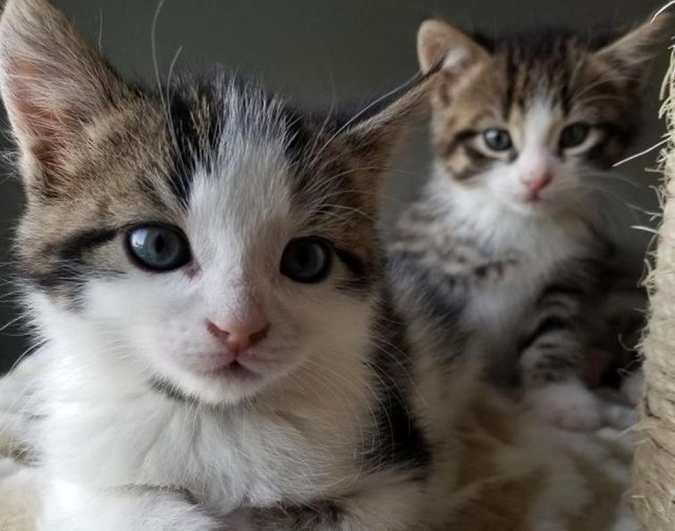 Cat Left Kittens on Family's Porch and Came Back with 4 More Two Months ...