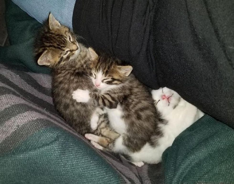 Cat Left Kittens on Family's Porch and Came Back with 4 More Two Months ...