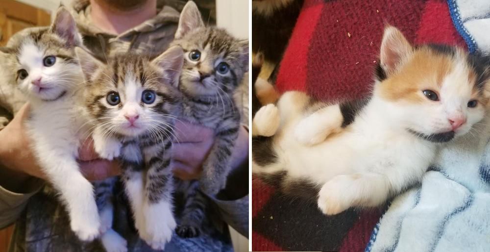 Cat Left Kittens on Family's Porch and Came Back with 4 More Two Months