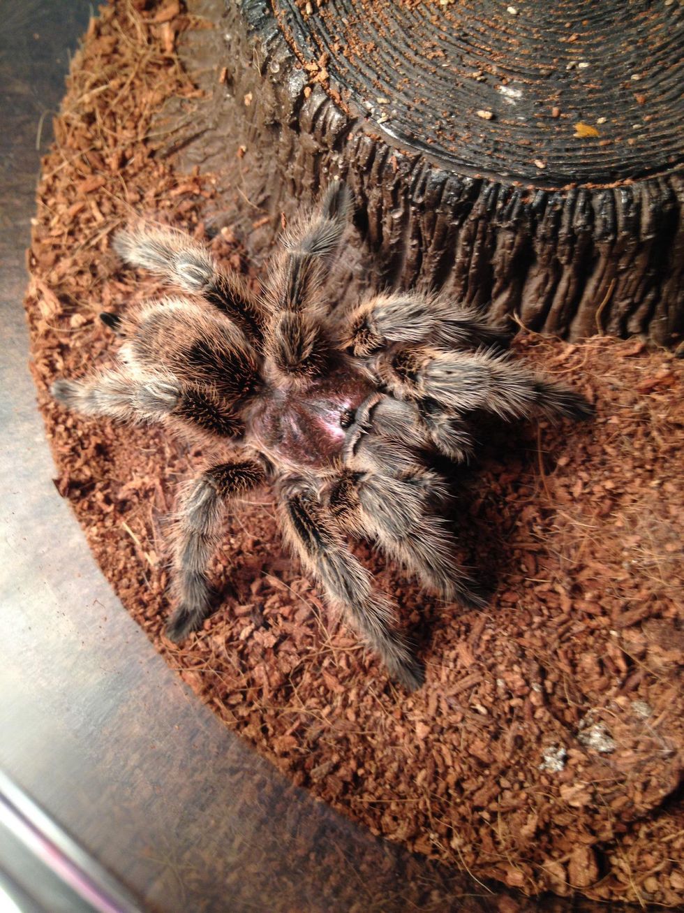 How to care for a rosehaired tarantula B+C Guides