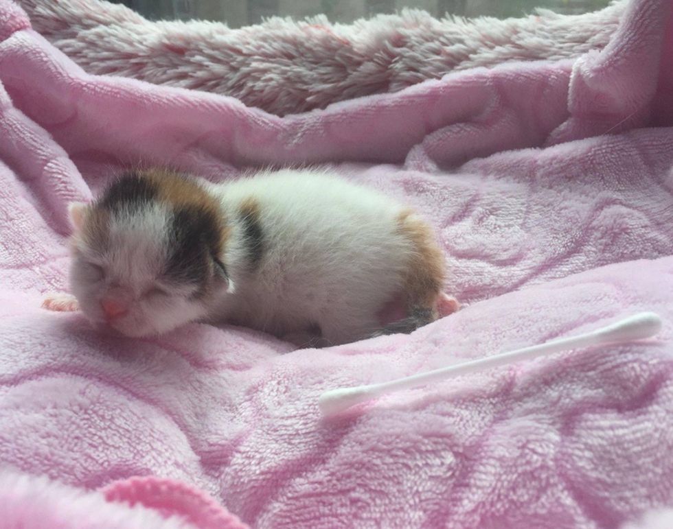 Pint-sized Kitten Found in a Bush, Blossoms into Beautiful, Brave ...