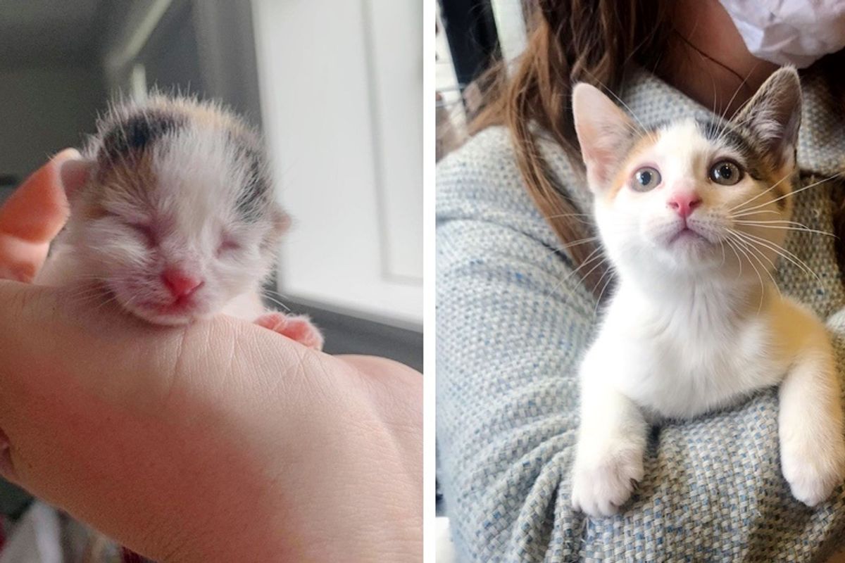 Pint-sized Kitten Found in a Bush, Blossoms into Beautiful, Brave Calico