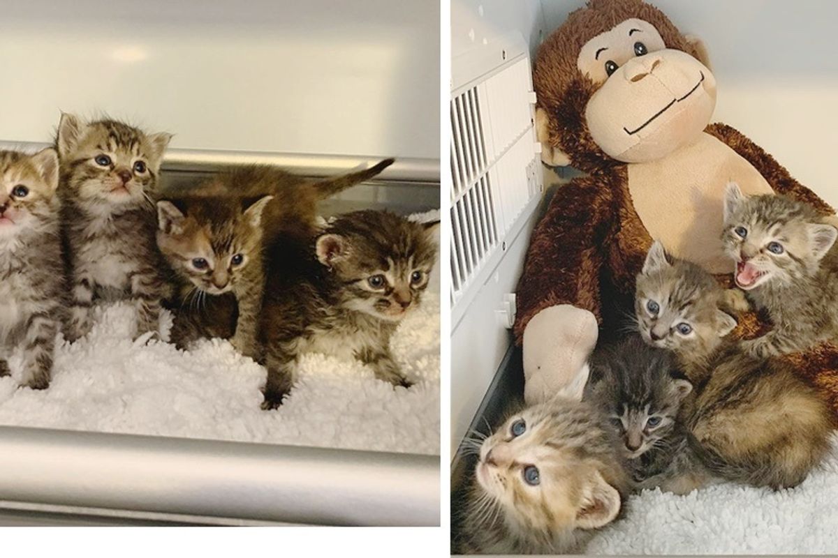 Kittens So Happy to Have a Warm Place and Sweet Companion After Being Found in Cold Shed