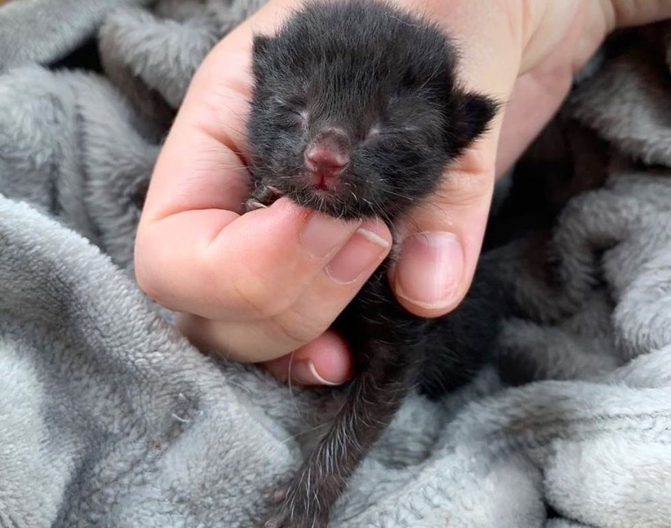 Kitten with Big Eyes and Loud Voice is Determined to Thrive After Being ...