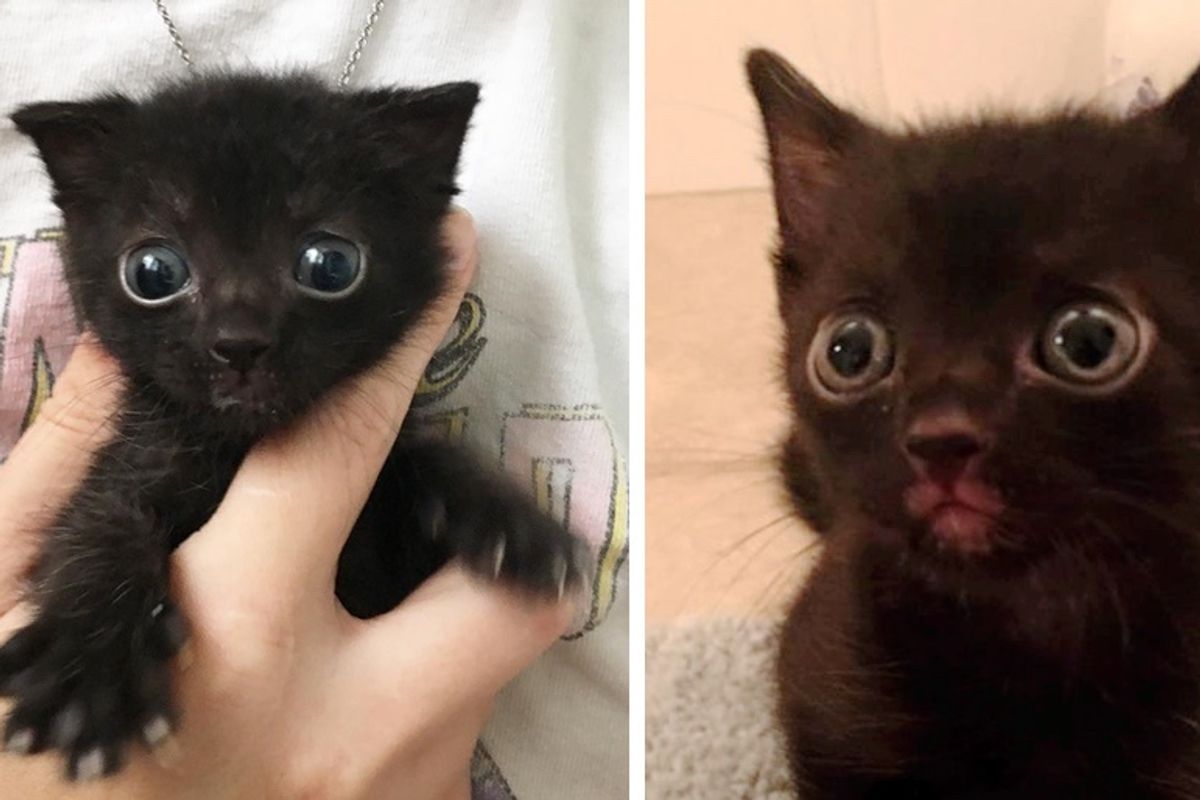 Kitten with Big Eyes and Loud Voice is Determined to Thrive After Being Found on Top of Garden Wall