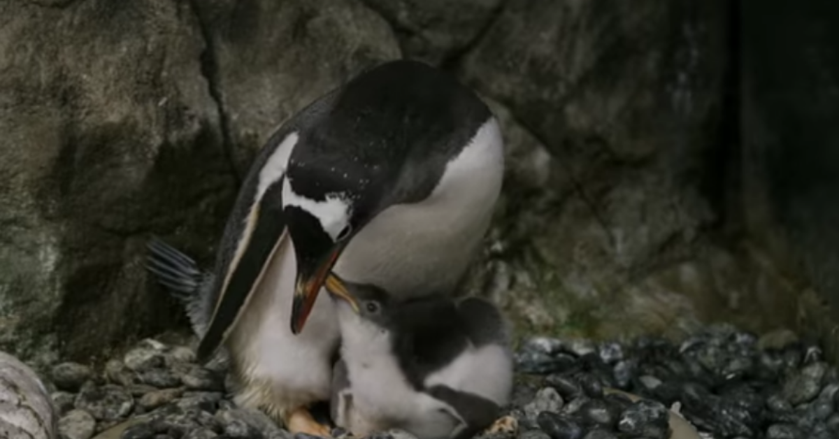 Gay Penguin Power Couple Hatches A Second Chick Who Was Neglected By Its Straight Parents