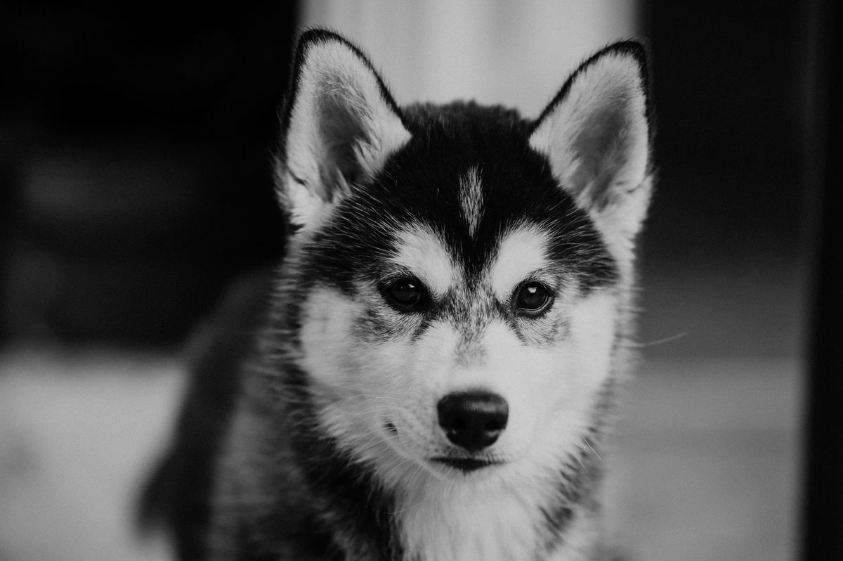 Guy Sparks Drama After Returning The Puppy His Girlfriend Bought Him To Fix His 'Unmasculine' Image