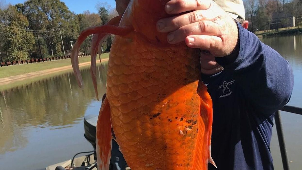 9-pound goldfish found living his best life in South Carolina lake