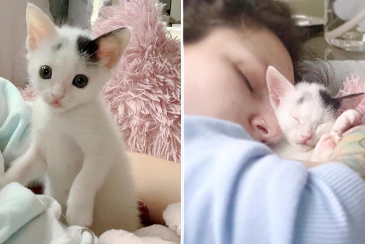 Pint-sized Kitten Shows Fighting Spirit, Determined to Grow Big and Strong After Being Brought Back
