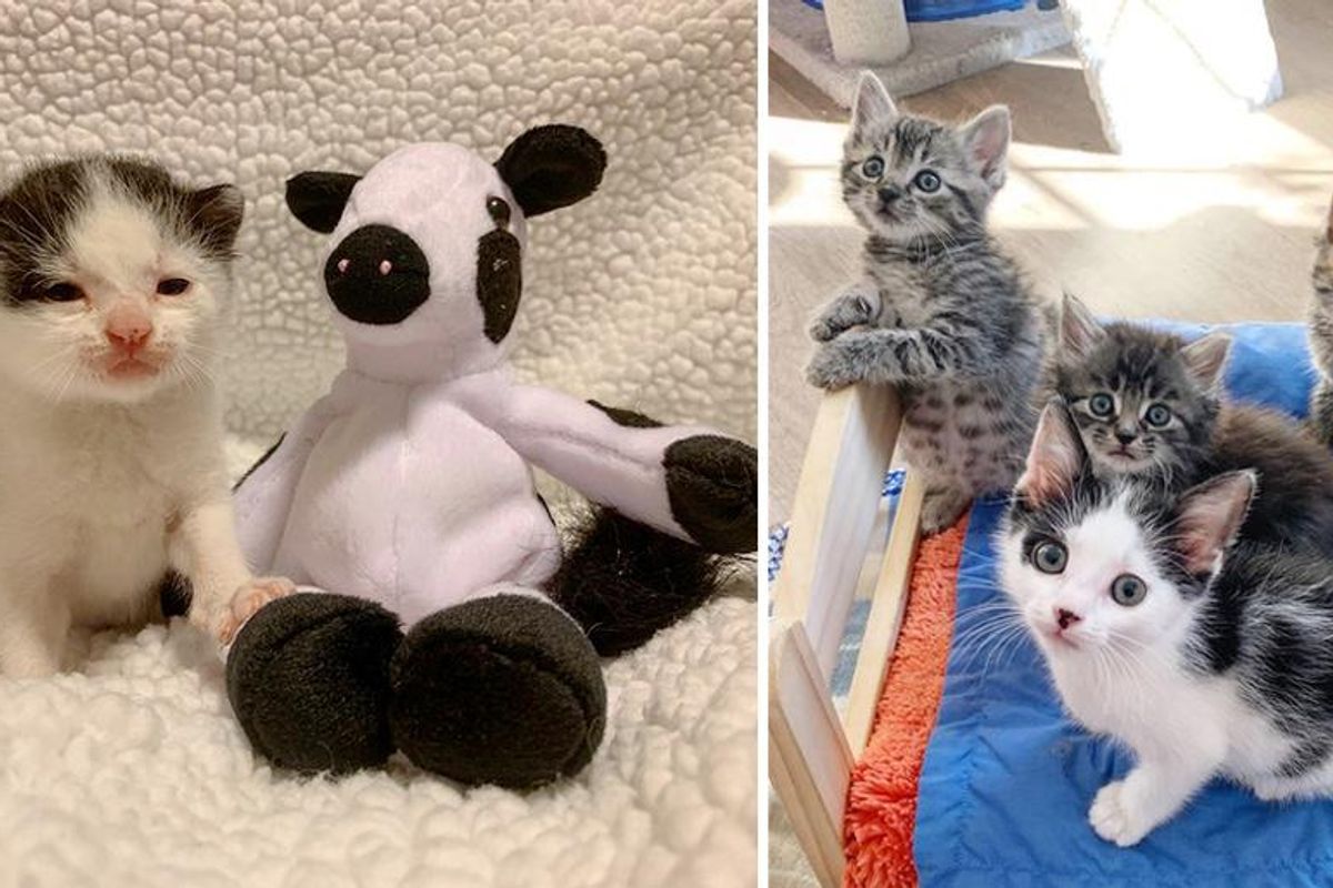 Kitten Found Alone Outside, Takes His Cow Toy Everywhere He Goes, Now Finds Company of Other Cats