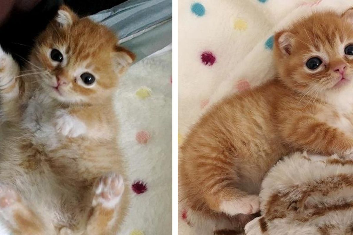 Kitten with Rare Condition and Small Stature Strives to Live Best Life, Now Blossoms into Happiest Cat