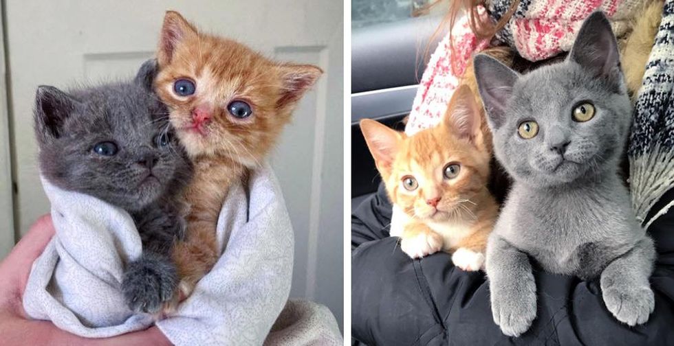 Kittens Left on Doorstep by Cat, Got Help Just in Time and Had Their Lives Turned Around