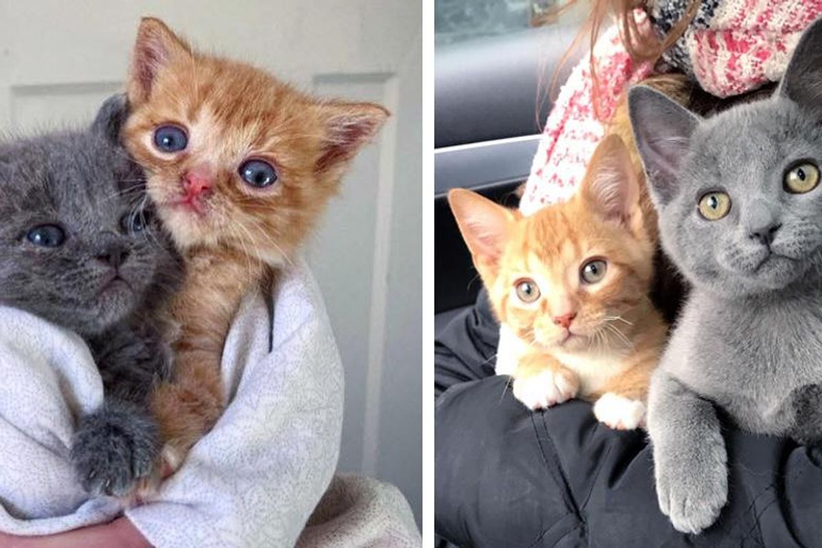 Kittens Left on Doorstep by Cat, Got Help Just in Time and Had Their Lives Turned Around