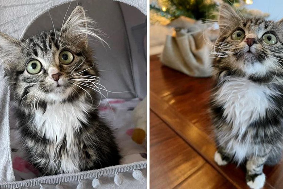 Paralyzed Kitten Determined to Enjoy Life Like Other Cats, Scoots Her Way into Everyone's Heart