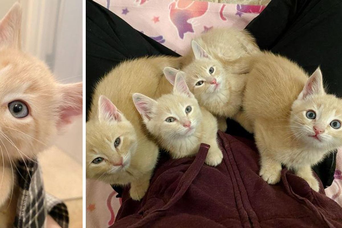 4 Orange Kittens Found Outside, Insist on Doing Everything Together and Won't Leave Each Other