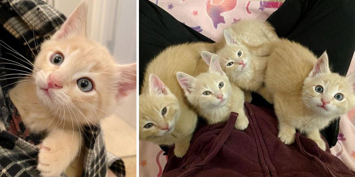 4 Orange Kittens Found Outside, Insist on Doing Everything Together and ...
