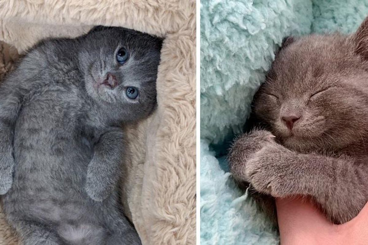 Kitten Found Alone Outside, Crossed Paths with Another Cat and Determined to Win Him Over