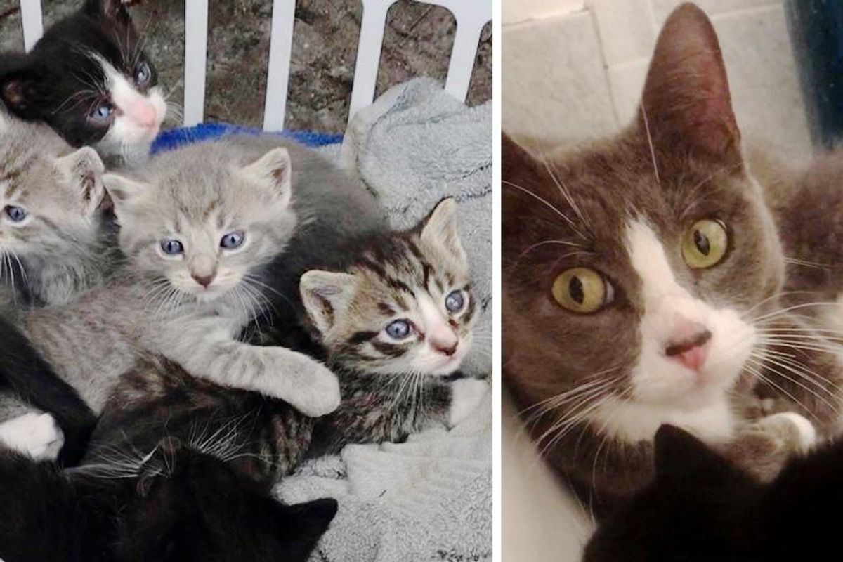Cat So Happy to Get Her 7 Kittens into Warm Home After Years of Living on the Streets