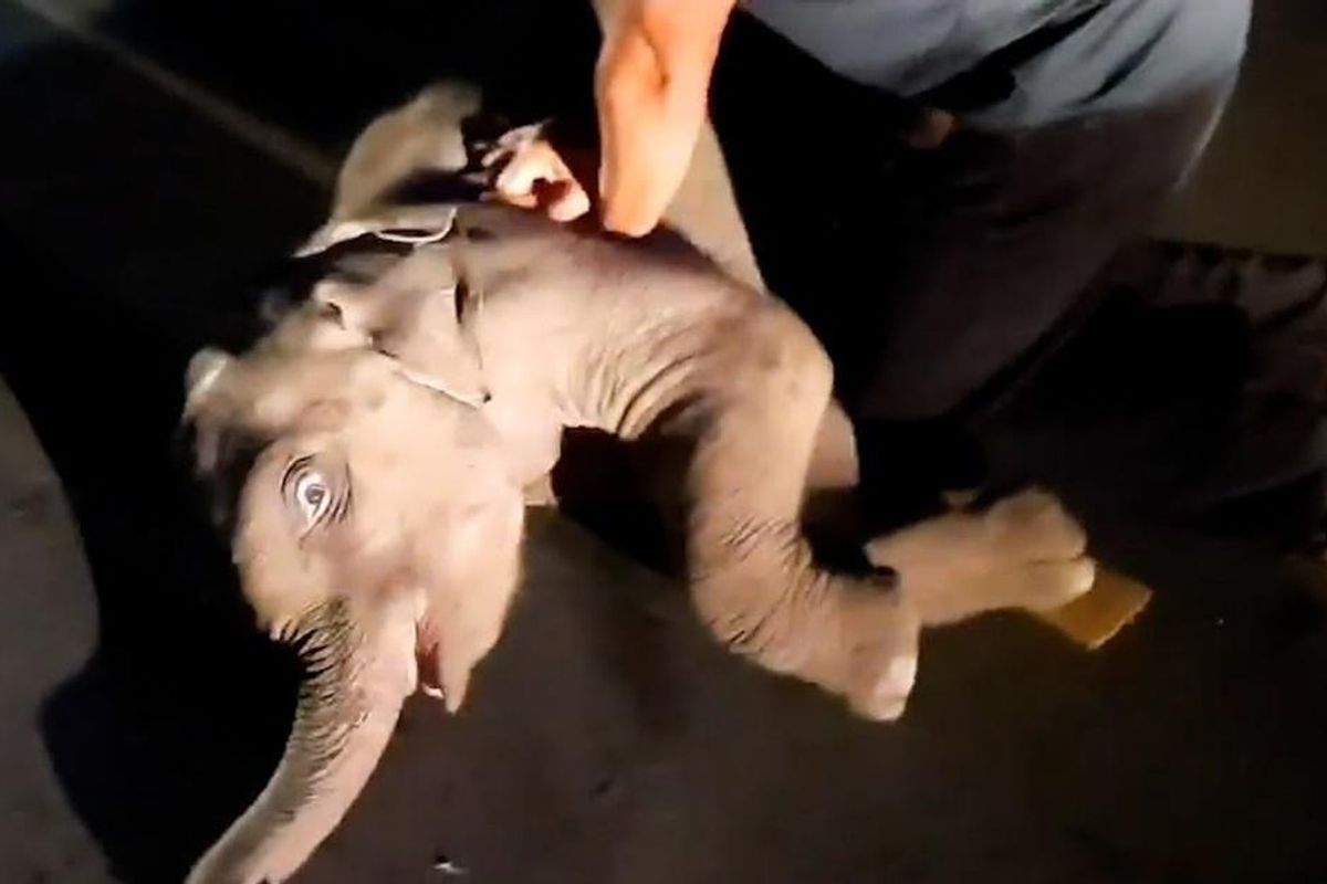 Rescue worker gives CPR to baby elephant in year's most unexpected act of pure heroism