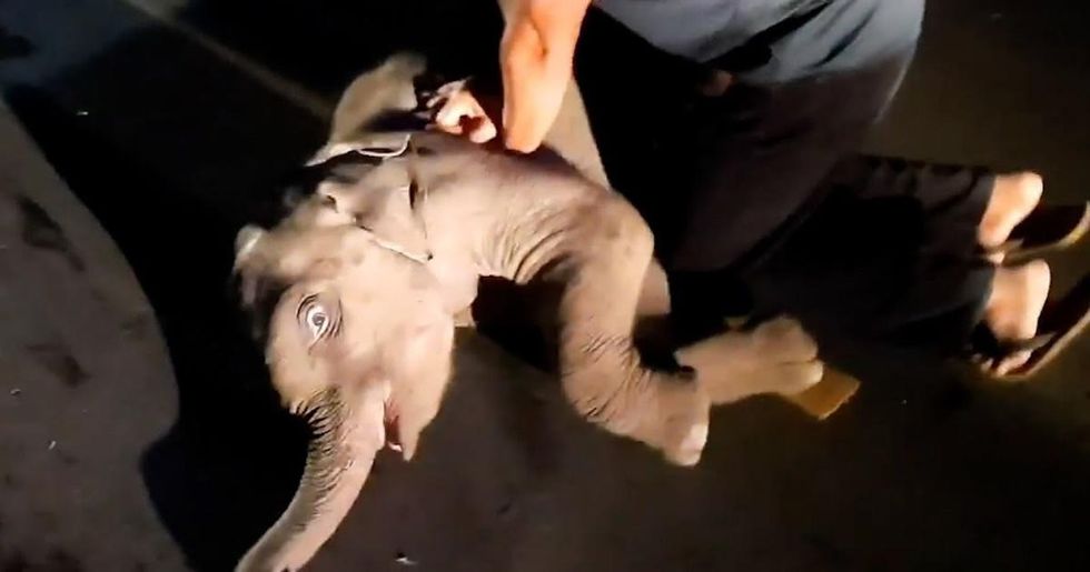 Rescue worker gives CPR to baby elephant in year's most unexpected