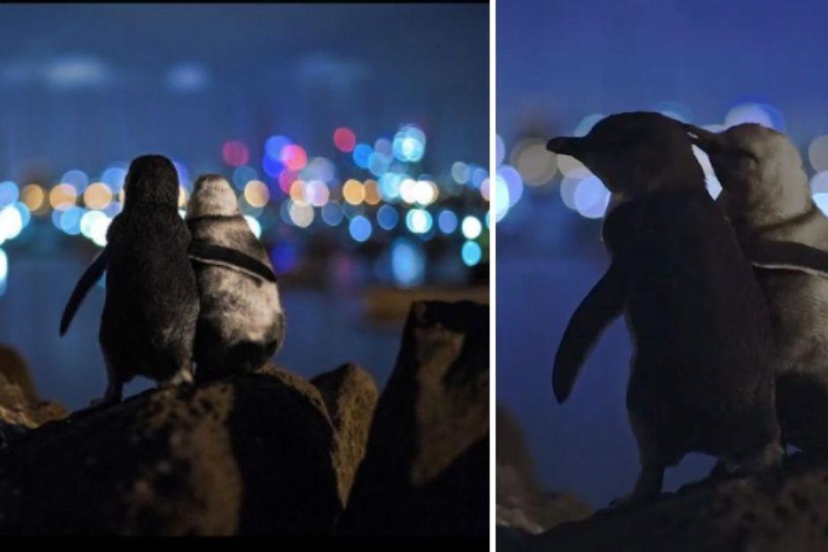 Two penguins who recently lost their partners seem to comfort one another in an iconic photo