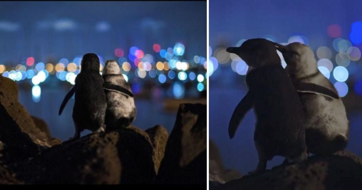 Two penguins who recently lost their partners seem to comfort one another in an iconic photo
