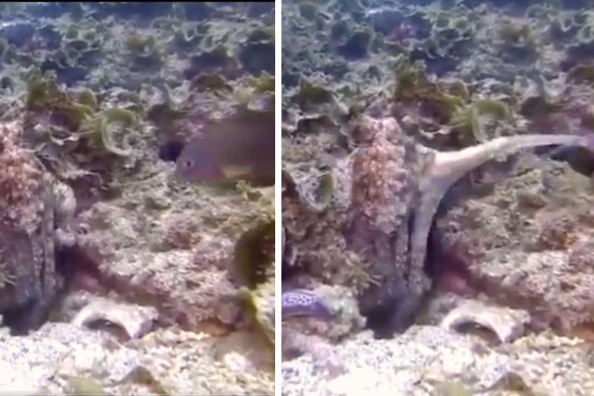 Octopuses sometimes punch the fish they go hunting with, just cuz they feel like it