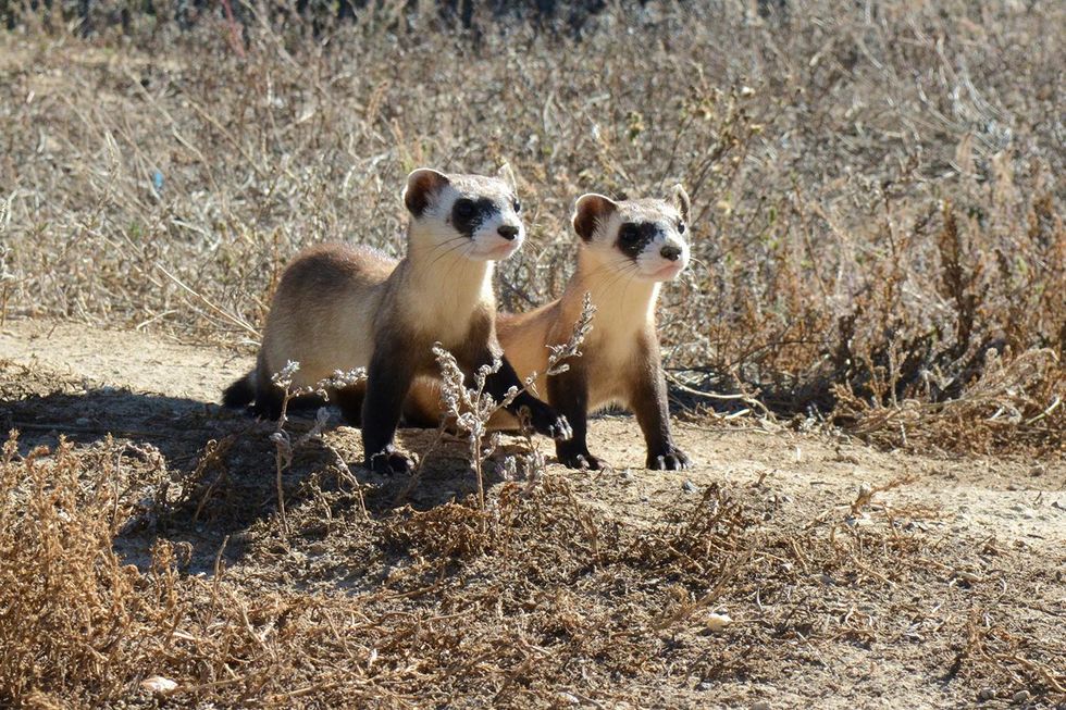 At risk of extinction, black-footed ferrets get experimental COVID vaccine