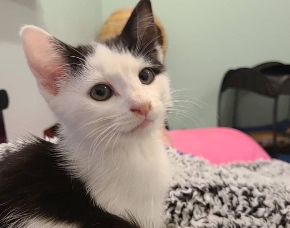 lening sieraden Beginner Kitten Found Outside, Asks Everyone for Attention and Hopes They Notice  Him, Now Has His Dream Come True - Love Meow