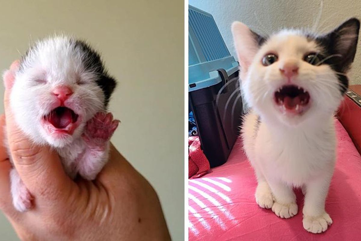 Kitten Found Outside, Asks Everyone for Attention and Hopes They Notice