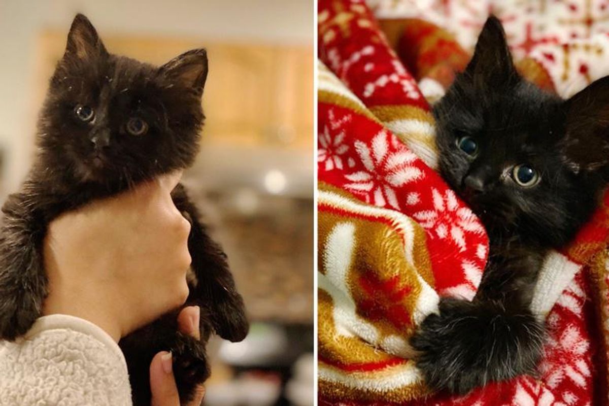 Small Kitten with Big Personality So Thrilled to Find Family of His Dreams After Life as a Stray