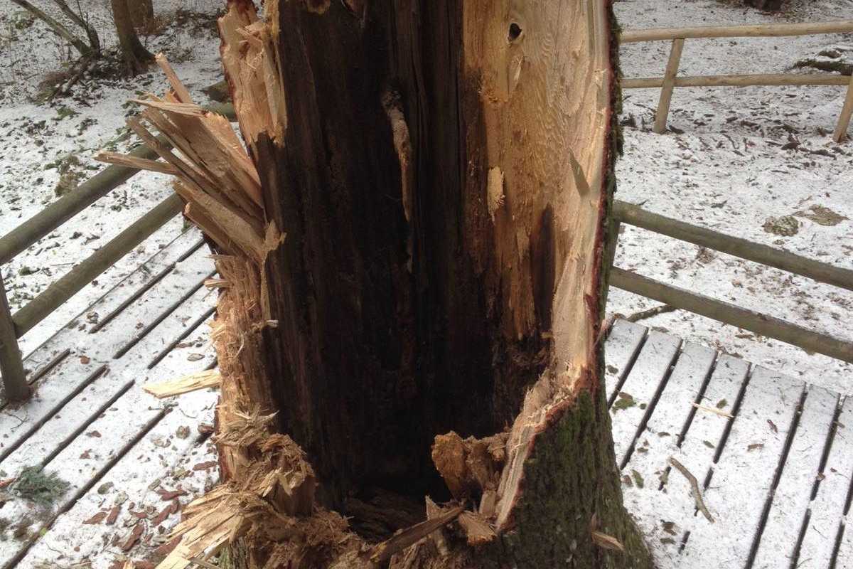 L’esplorazione «salvatica» di Rigoni Stern