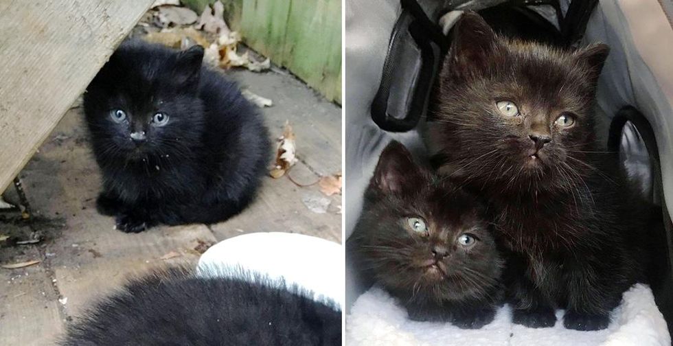 Kittens Wandered Up to Family's Yard and Found Help Just in Time Before the Cold Winter