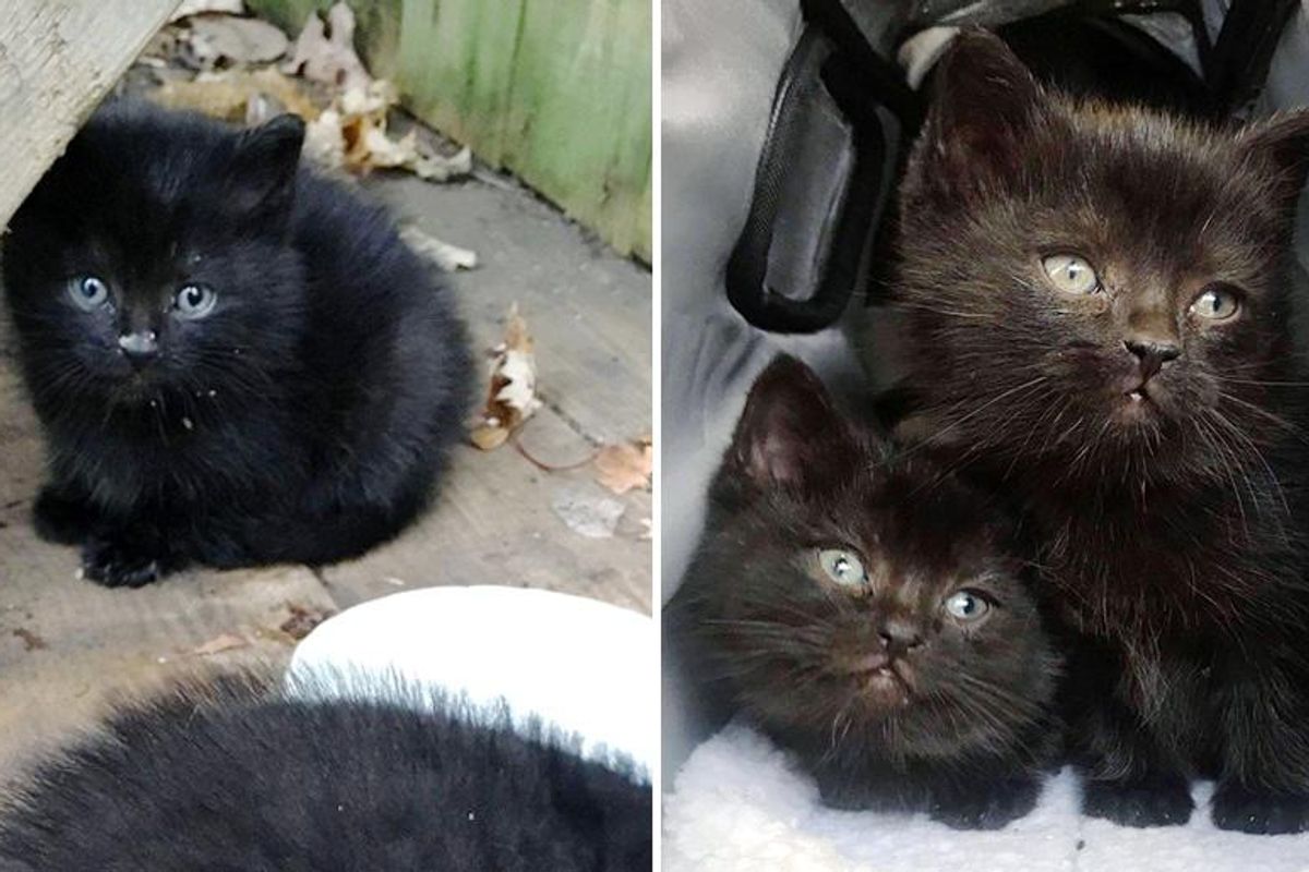 Kittens Wandered Up to Family's Yard and Found Help Just in Time Before the Cold Winter