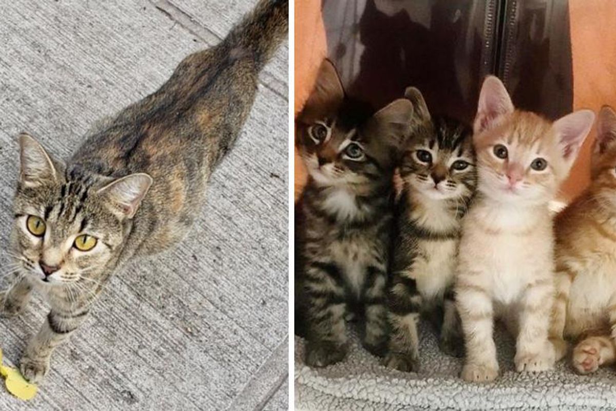 Cat Walked Up to Right Person for Help So Her Kittens Could Have Better Lives