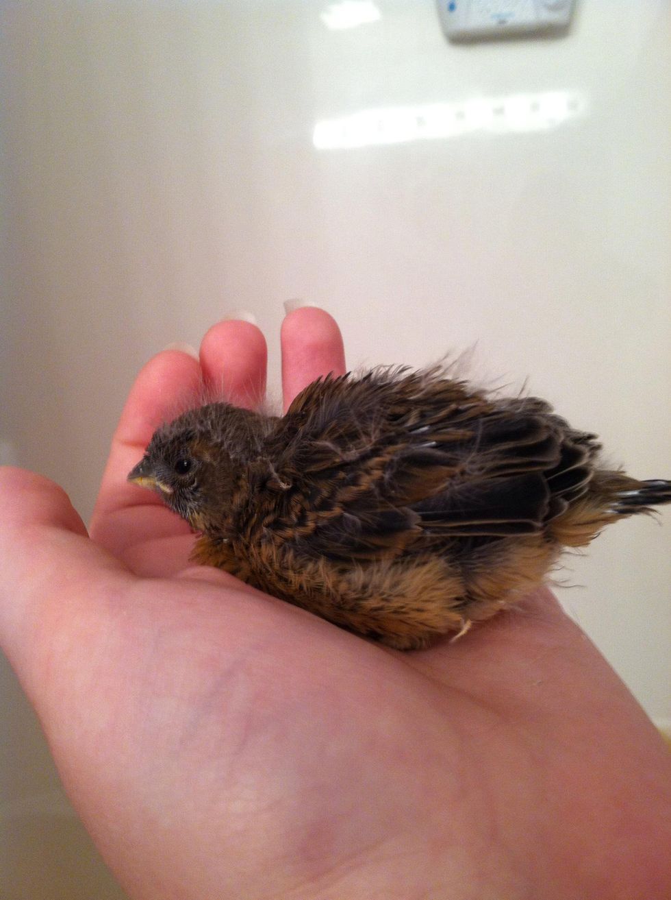 How to handraise a baby bird B+C Guides